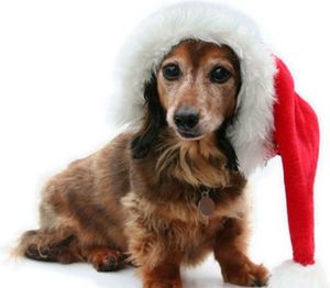 Levitt-December-2012-Christmas-puppy